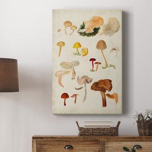 Mushroom Species XII Premium Gallery Wrapped Canvas - Ready to Hang