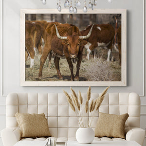 Longhorns-Premium Framed Canvas - Ready to Hang