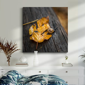 Snail's Pace-Premium Gallery Wrapped Canvas - Ready to Hang