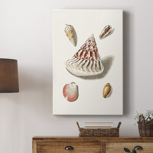 Pastel Knorr Shells VII Premium Gallery Wrapped Canvas - Ready to Hang