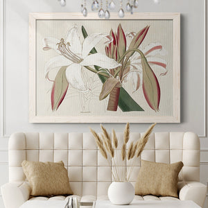 Amaryllis Varietals II-Premium Framed Canvas - Ready to Hang