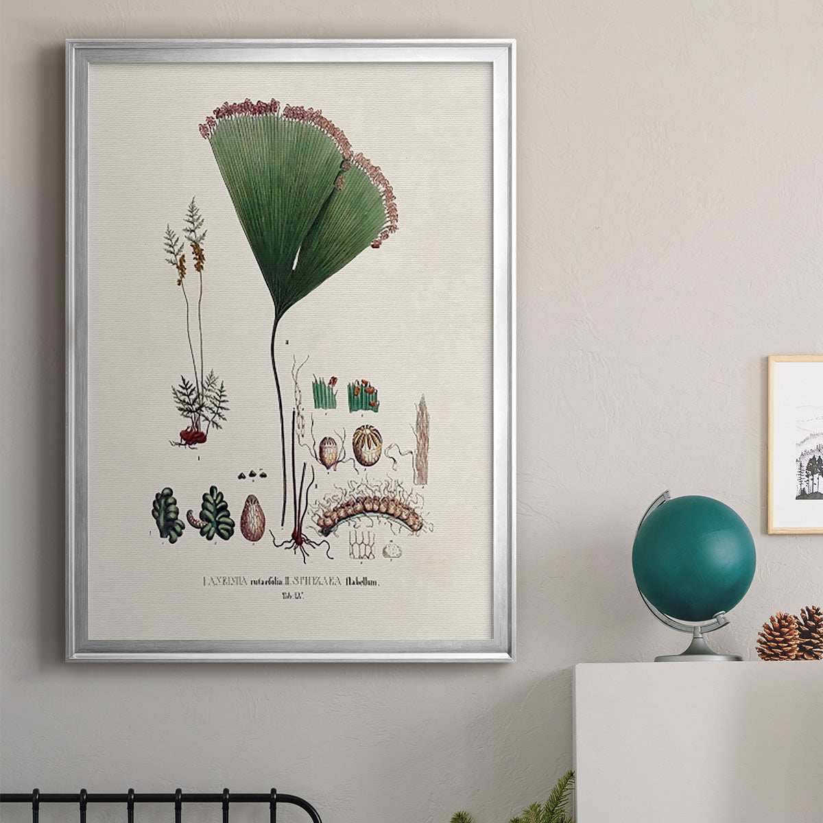 Botanical Society Ferns IX Premium Framed Print - Ready to Hang