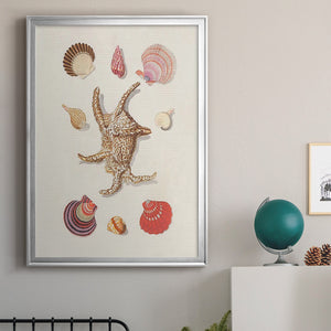 Knorr Shells & Coral II Premium Framed Print - Ready to Hang