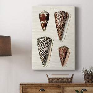 Cone Shell Collection I Premium Gallery Wrapped Canvas - Ready to Hang