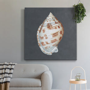 Shell on Slate I-Premium Gallery Wrapped Canvas - Ready to Hang