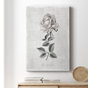 Vintage Botanical II Premium Gallery Wrapped Canvas - Ready to Hang