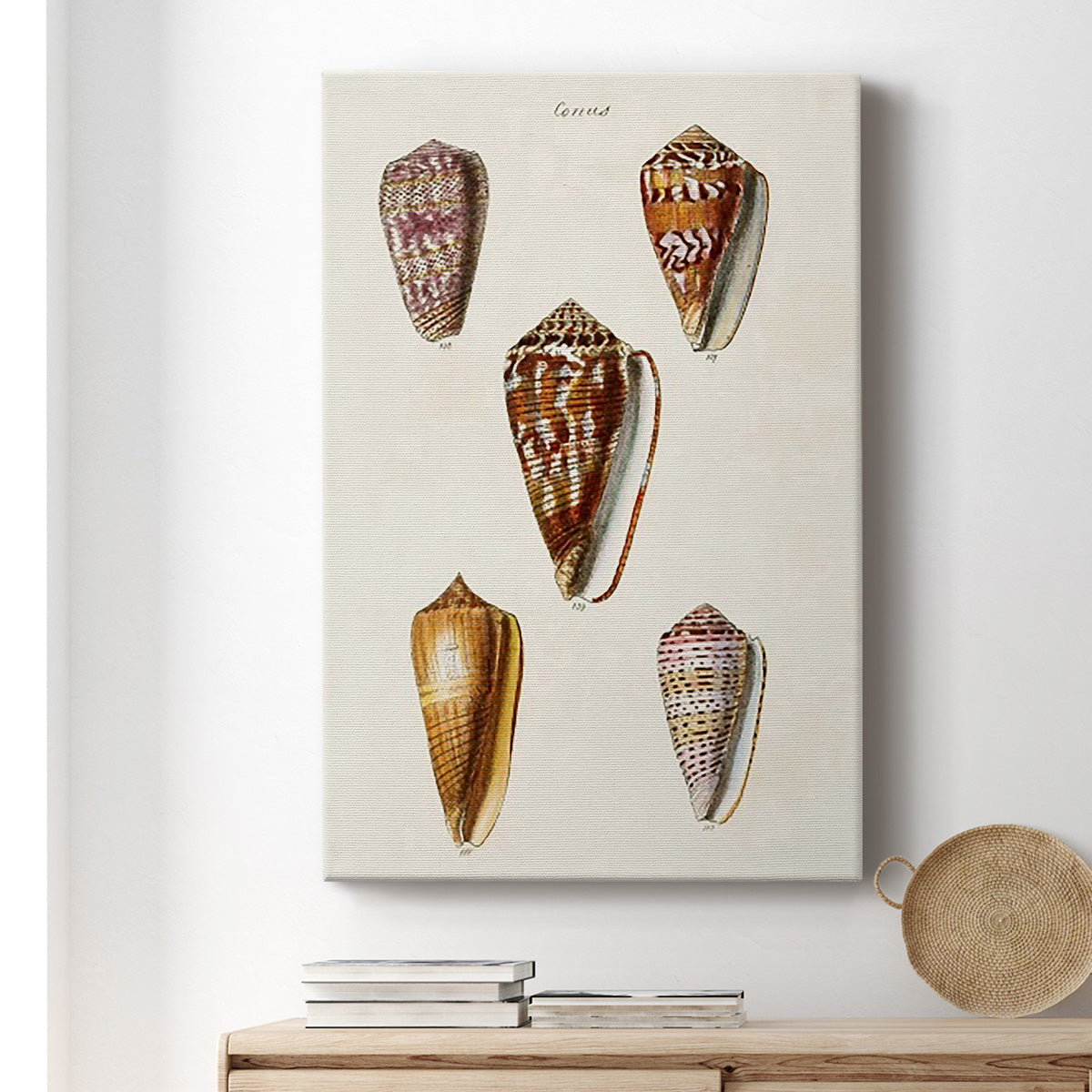 Cone Shell Collection VI Premium Gallery Wrapped Canvas - Ready to Hang