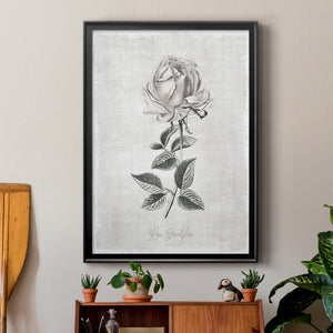 Vintage Botanical II Premium Framed Print - Ready to Hang