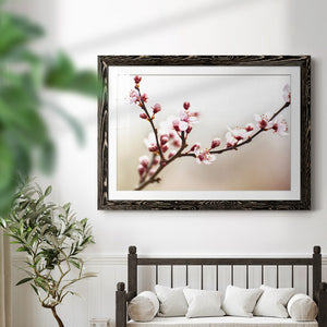 Cherry Blossom Study I-Premium Framed Print - Ready to Hang