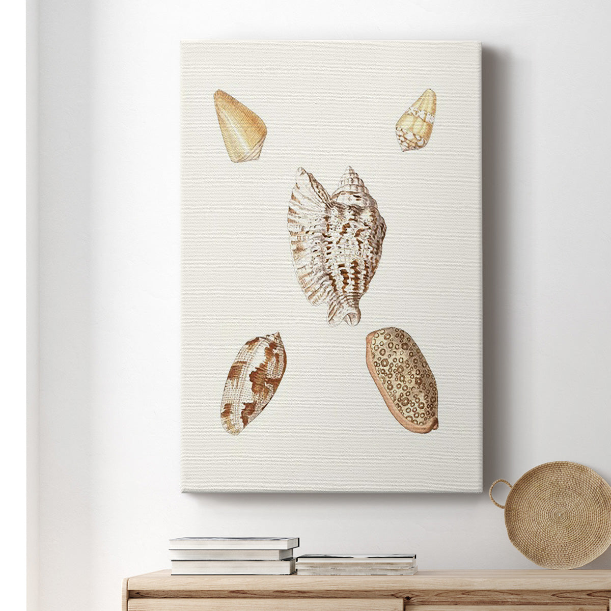 Pastel Knorr Shells VI Premium Gallery Wrapped Canvas - Ready to Hang