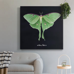 Luna Moth II-Premium Gallery Wrapped Canvas - Ready to Hang