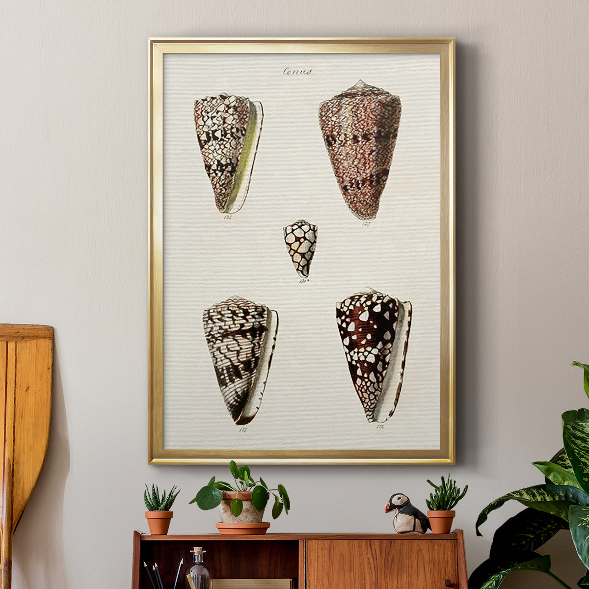 Cone Shell Collection III Premium Framed Print - Ready to Hang