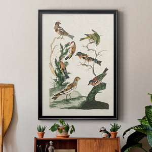 Antique Birds in Nature I Premium Framed Print - Ready to Hang