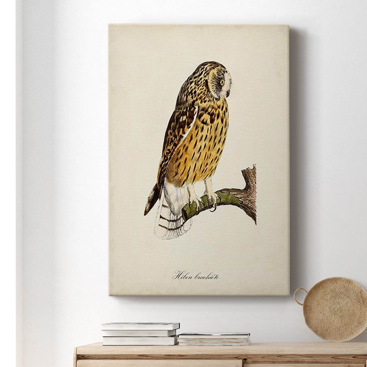 French Owls II Premium Gallery Wrapped Canvas - Ready to Hang