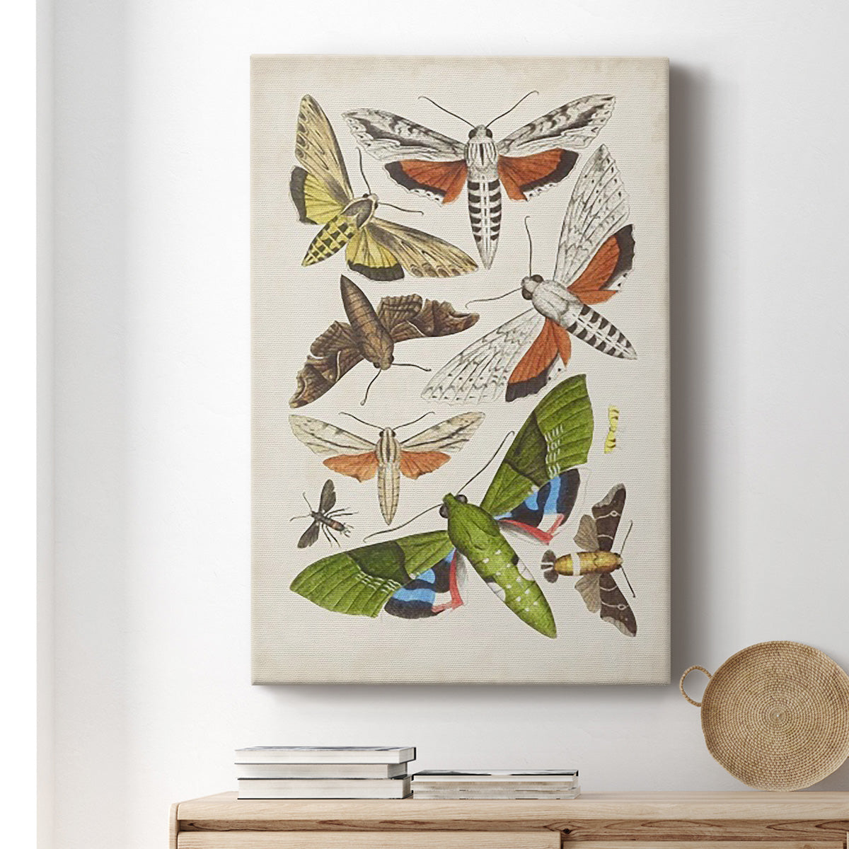 Antique Moths II Premium Gallery Wrapped Canvas - Ready to Hang