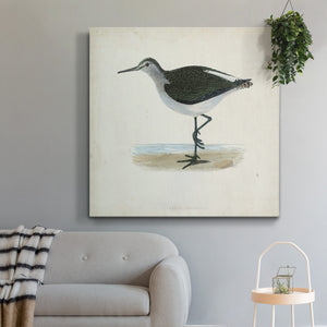 Morris Sandpipers VI-Premium Gallery Wrapped Canvas - Ready to Hang