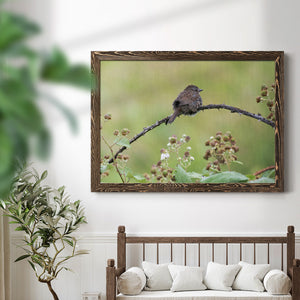 Resting Sparrow-Premium Framed Canvas - Ready to Hang