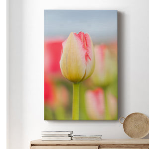 Twotone Tulip Premium Gallery Wrapped Canvas - Ready to Hang