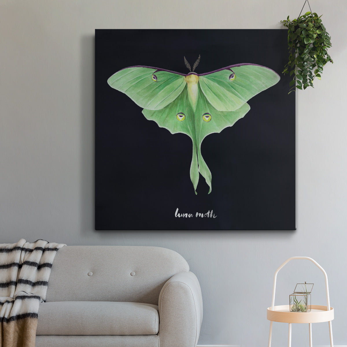 Luna Moth I-Premium Gallery Wrapped Canvas - Ready to Hang