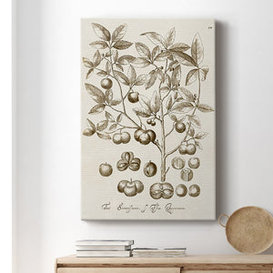 Sepia Botanical Journal II Premium Gallery Wrapped Canvas - Ready to Hang