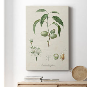 Antique Almond Botanical I Premium Gallery Wrapped Canvas - Ready to Hang