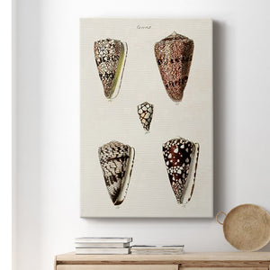Cone Shell Collection III Premium Gallery Wrapped Canvas - Ready to Hang