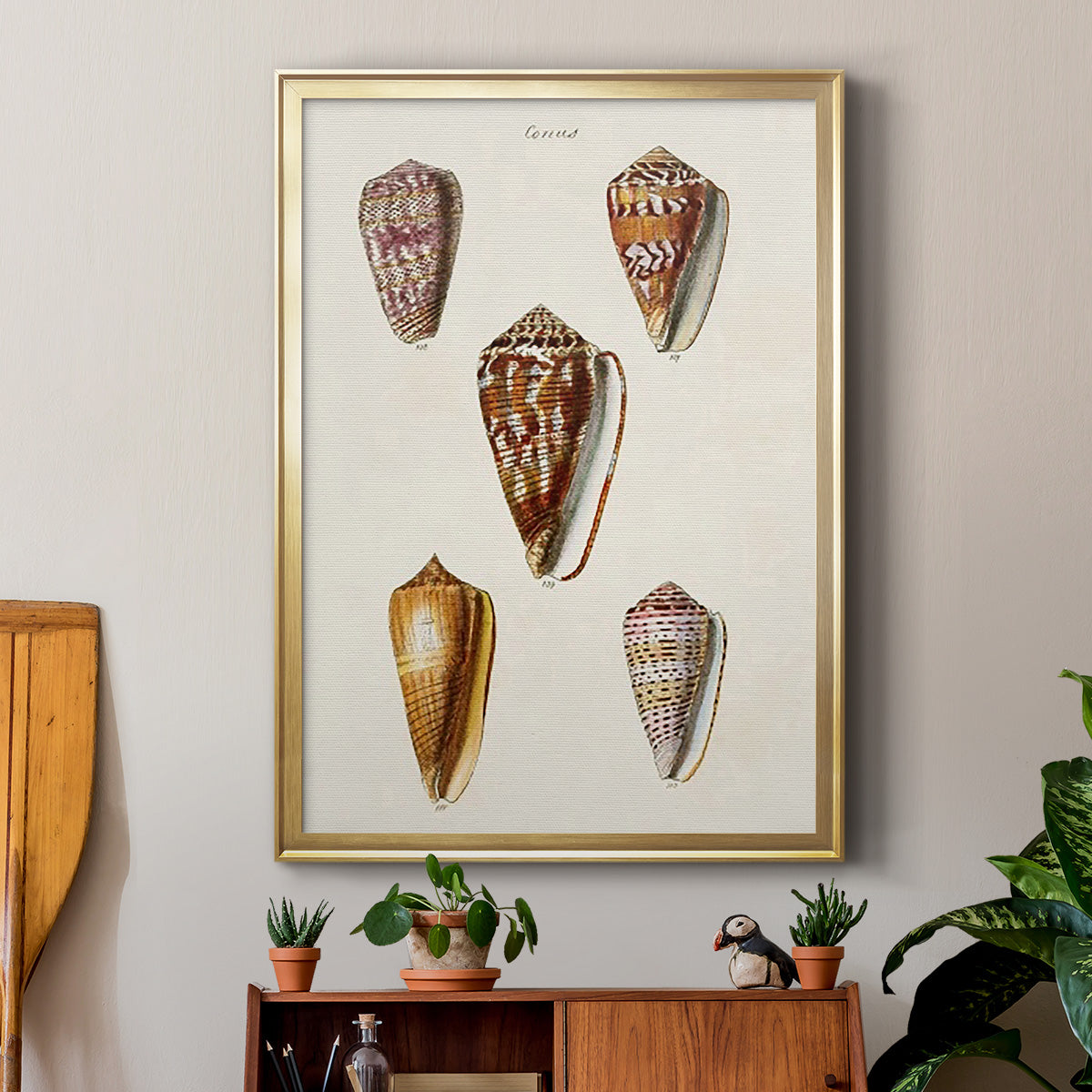 Cone Shell Collection VI Premium Framed Print - Ready to Hang
