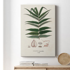 Botanical Society Ferns XII Premium Gallery Wrapped Canvas - Ready to Hang