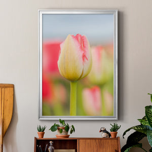 Twotone Tulip Premium Framed Print - Ready to Hang