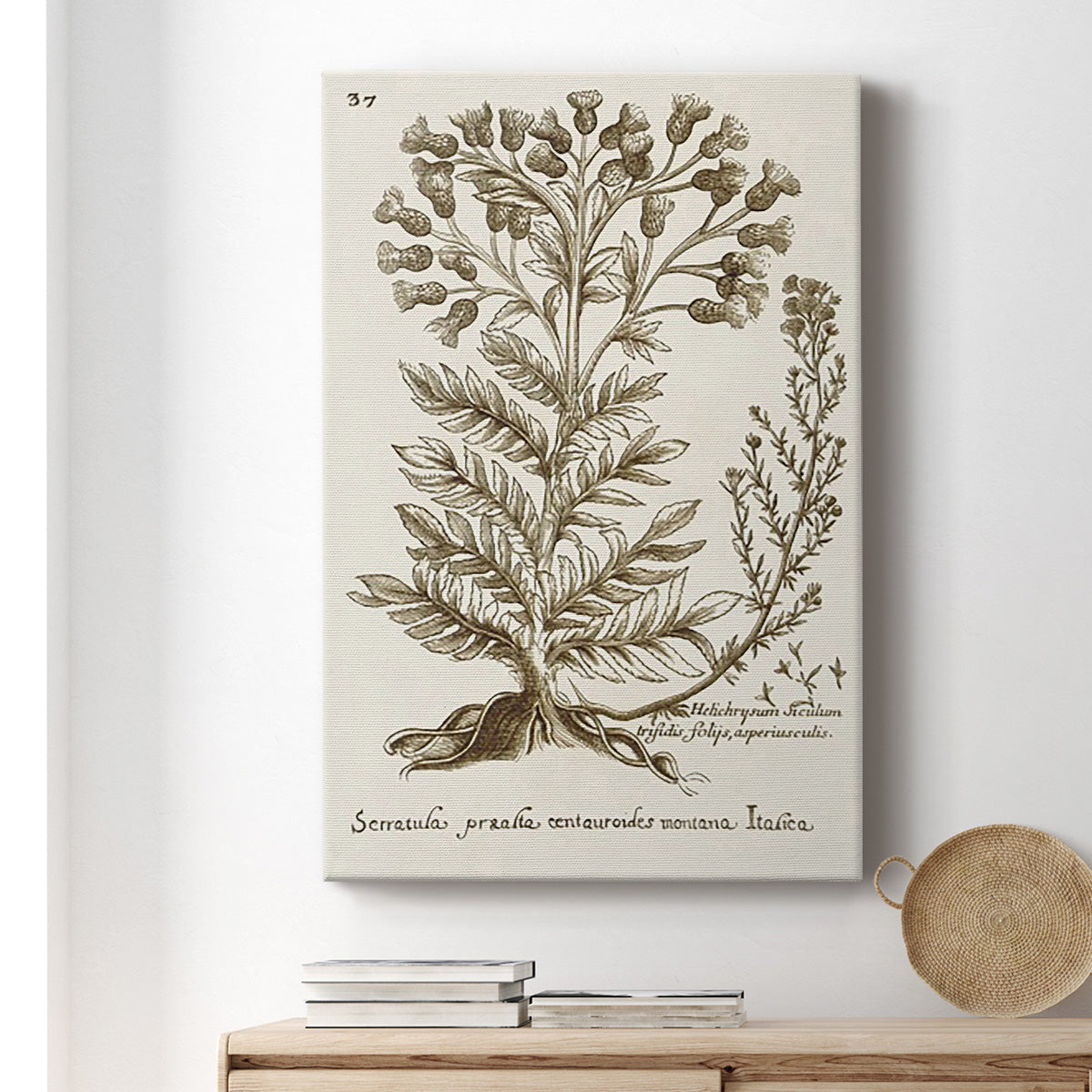 Sepia Botanical Journal I Premium Gallery Wrapped Canvas - Ready to Hang