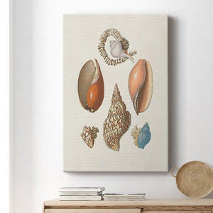 Knorr Shells & Coral I Premium Gallery Wrapped Canvas - Ready to Hang