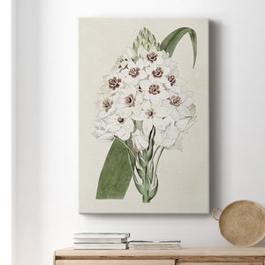 Flore Albo II Premium Gallery Wrapped Canvas - Ready to Hang