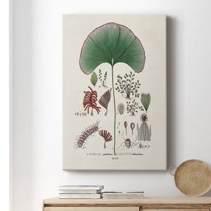 Botanical Society Ferns III Premium Gallery Wrapped Canvas - Ready to Hang