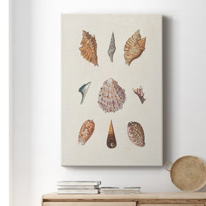 Knorr Shells & Coral VI Premium Gallery Wrapped Canvas - Ready to Hang