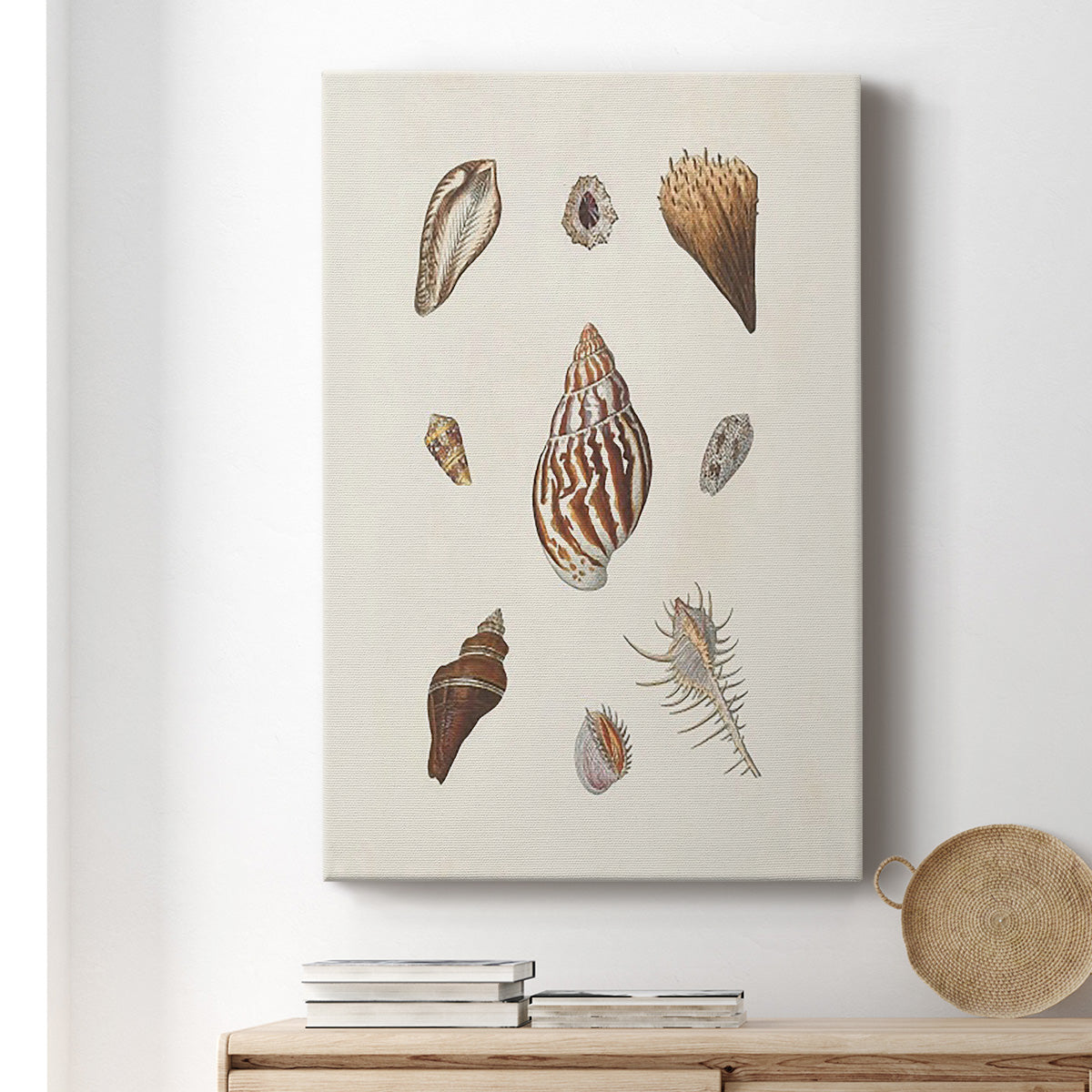 Knorr Shells & Coral IX Premium Gallery Wrapped Canvas - Ready to Hang