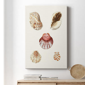 Pastel Knorr Shells V Premium Gallery Wrapped Canvas - Ready to Hang