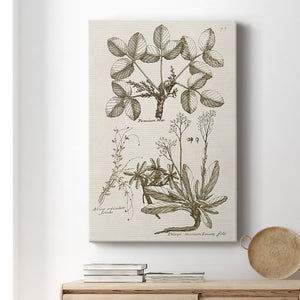 Sepia Botanical Journal VI Premium Gallery Wrapped Canvas - Ready to Hang