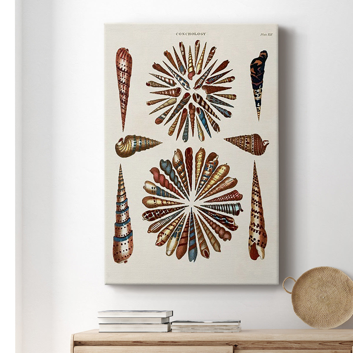 Spiral Shell Formation III Premium Gallery Wrapped Canvas - Ready to Hang
