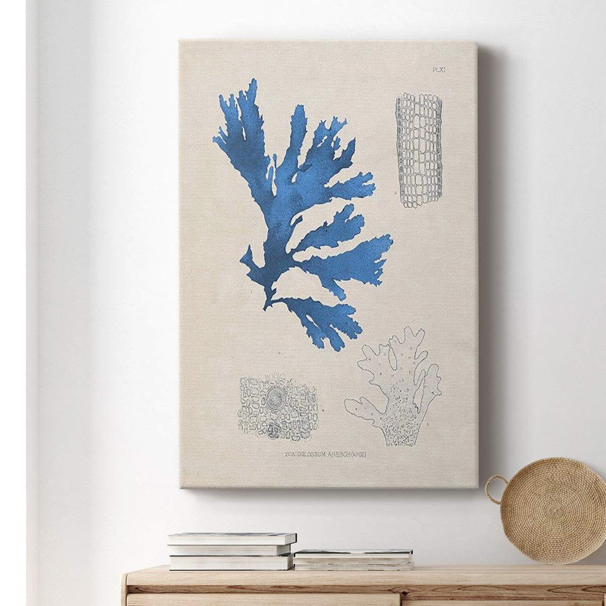 Blue Marine Algae VIII Premium Gallery Wrapped Canvas - Ready to Hang