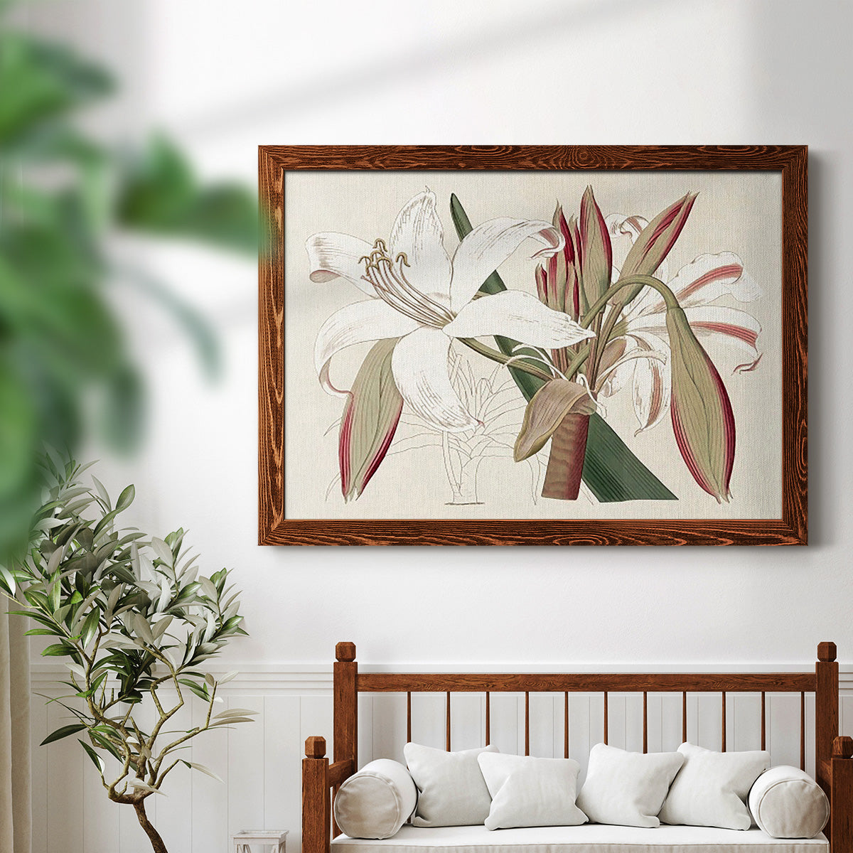 Amaryllis Varietals II-Premium Framed Canvas - Ready to Hang