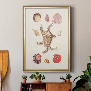 Knorr Shells & Coral II Premium Framed Print - Ready to Hang