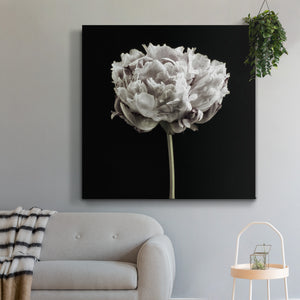 Blush Peony Portrait I -Premium Gallery Wrapped Canvas - Ready to Hang