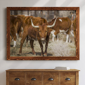 Longhorns-Premium Framed Canvas - Ready to Hang