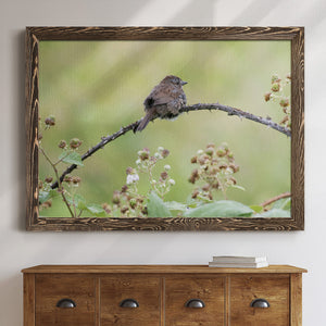 Resting Sparrow-Premium Framed Canvas - Ready to Hang