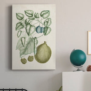 Buchoz Tropicals VIII Premium Gallery Wrapped Canvas - Ready to Hang