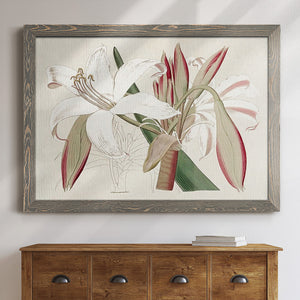 Amaryllis Varietals II-Premium Framed Canvas - Ready to Hang