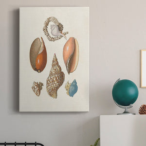 Knorr Shells & Coral I Premium Gallery Wrapped Canvas - Ready to Hang