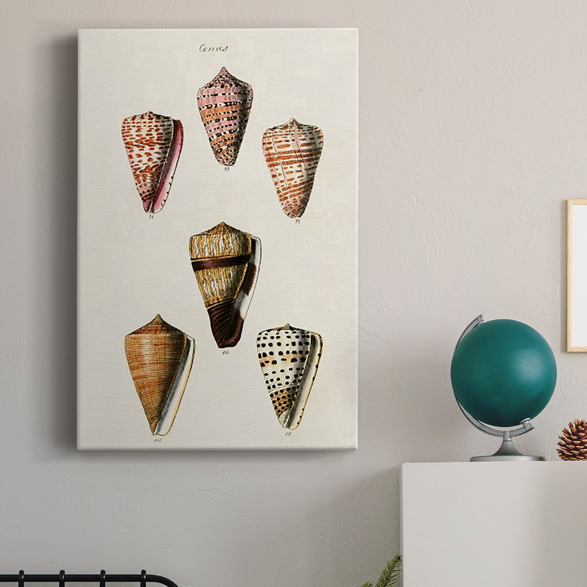 Cone Shell Collection IV Premium Gallery Wrapped Canvas - Ready to Hang