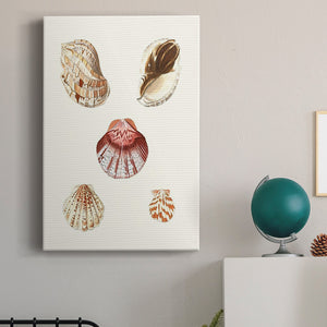 Pastel Knorr Shells V Premium Gallery Wrapped Canvas - Ready to Hang