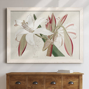 Amaryllis Varietals II-Premium Framed Canvas - Ready to Hang